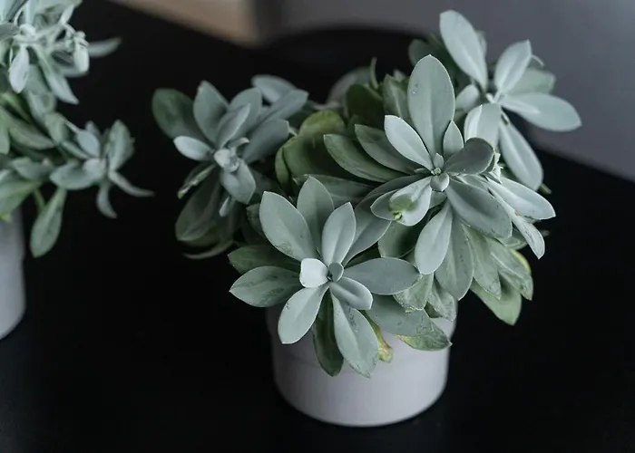 Milion Rynek Sienny Stare No.1 Szczecin