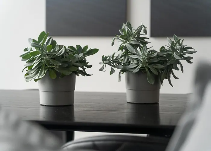 Milion Rynek Sienny Stare No.1 *